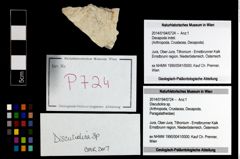 Foto (Objekt + Etikett) von Discutiolira sp.  (NHMW-GEO-2014-0194-0724)